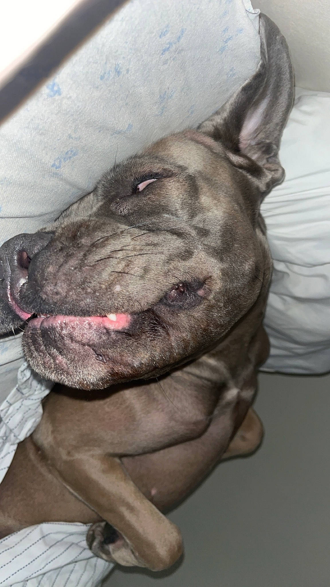 Tessy participe au concours pour gagner de l'argent avec cette photo : ancient_dog_breeds, canidae, carnivore, collar, companion_dog, dog, dog_breed, ear, fawn, liver, non_sporting_group, snout, sporting_group, terrestrial_animal, whiskers, working_animal, working_dog, wrinkle