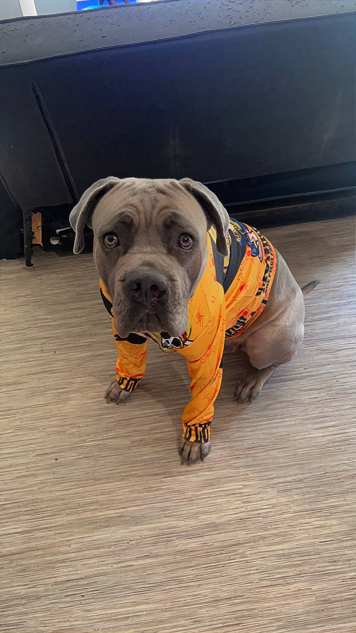 Tessy a rejoint le concours — aidez-le/la à gagner de superbes lots ! ancient_dog_breeds, canidae, carnivore, collar, companion_dog, dog, dog_breed, dog_collar, dog_supply, fawn, flooring, non_sporting_group, pet_supply, snout, sporting_group, terrestrial_animal, working_animal, working_dog