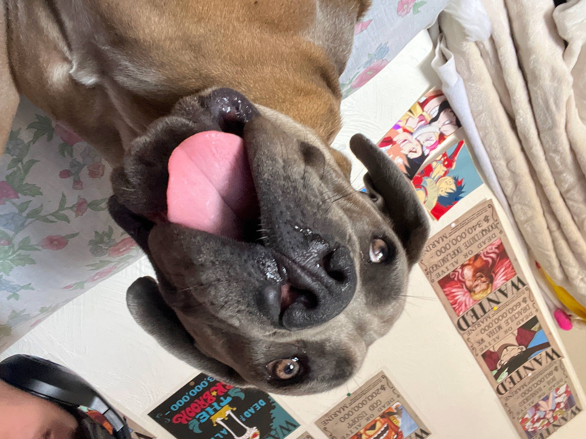 Tessy participe au concours pour gagner de l'argent avec cette photo : audio_equipment, bag, canidae, carmine, carnivore, comfort, companion_dog, dog_breed, fashion_accessory, fawn, fur, grey, nail, non_sporting_group, publication, snout, working_animal