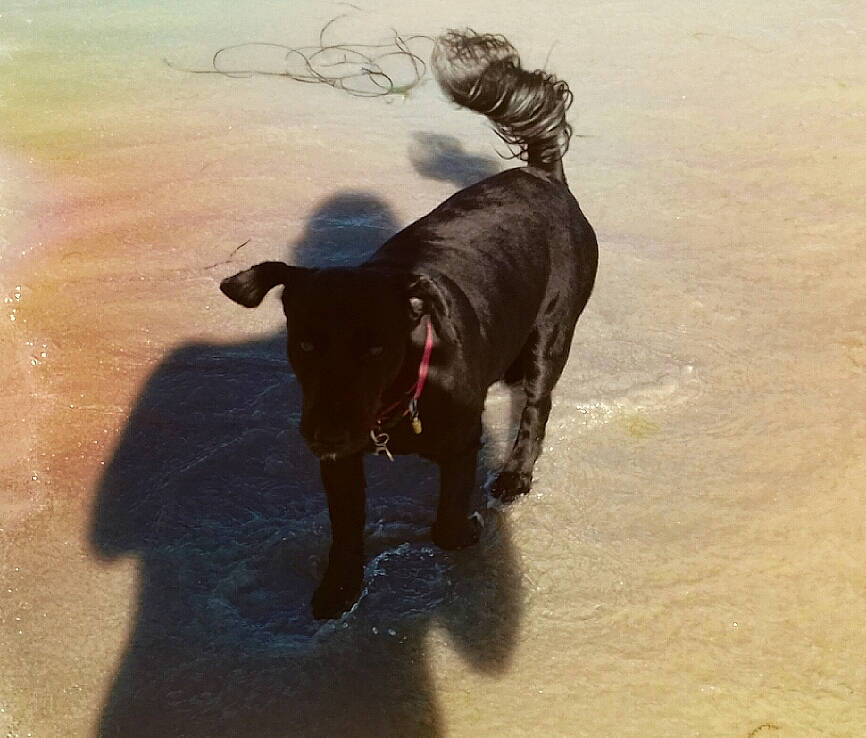 Forest participe au concours pour gagner de l'argent avec cette photo : beach, canidae, carnivore, cow_goat_family, dog, dog_breed, event, fawn, fur, landscape, liquid, sand, shadow, snout, sporting_group, tail, terrestrial_animal, water, working_animal, working_dog
