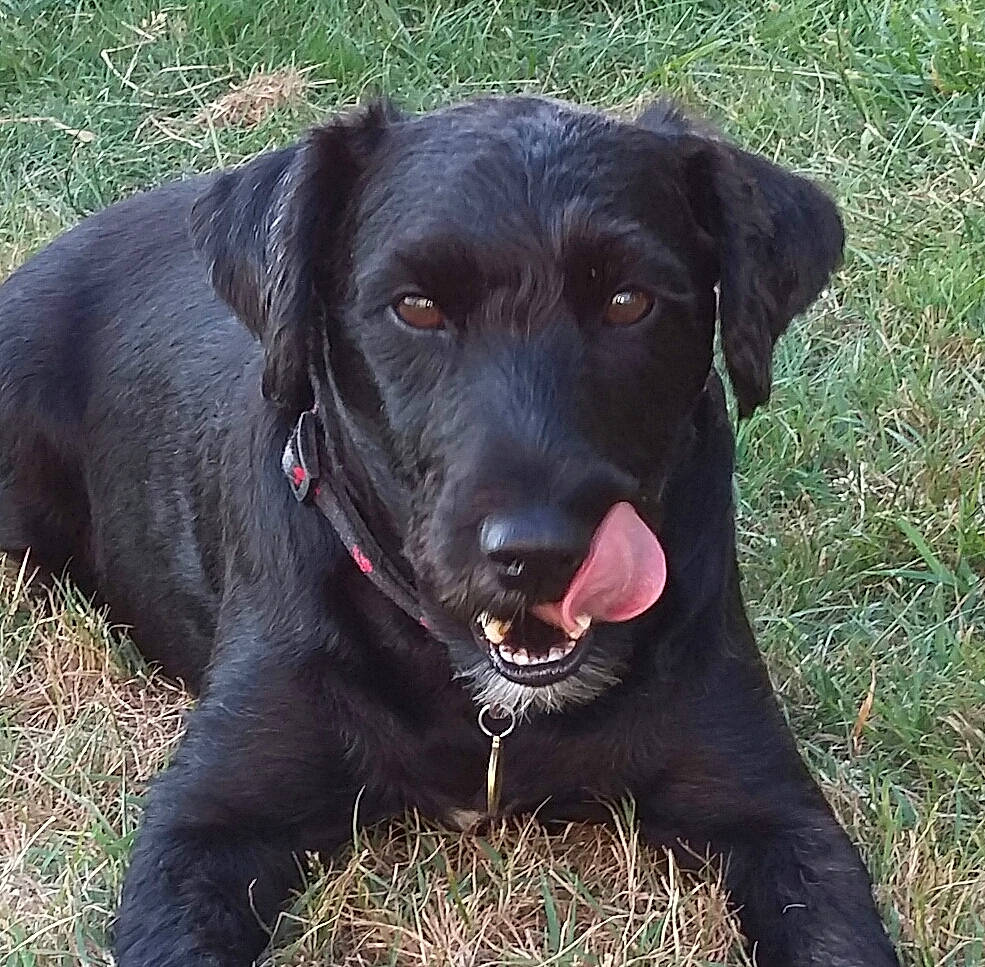 Forest participe au concours pour gagner de l'argent avec cette photo : borador, canidae, carnivore, collar, companion_dog, dog, dog_breed, dog_collar, fur, grass, gun_dog, hunting_dog, labrador_retriever, liver, plant, pointing_breed, retriever, sporting_group, whiskers, working_animal