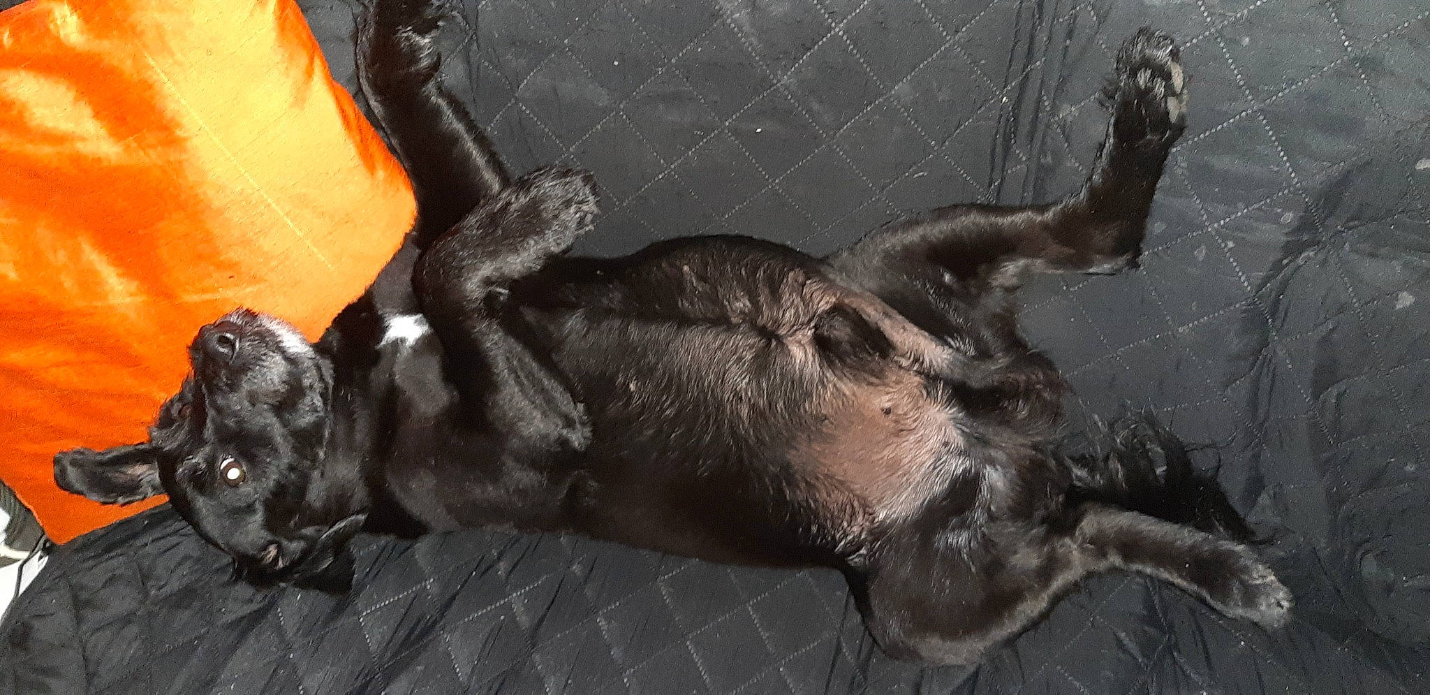 Forest a rejoint le concours — aidez-le/la à gagner de superbes lots ! canidae, carnivore, claw, companion_dog, dog, dog_breed, ear, fawn, fur, gesture, liver, paw, plant, snout, sporting_group, tail, terrestrial_animal, whiskers, wildlife, working_animal