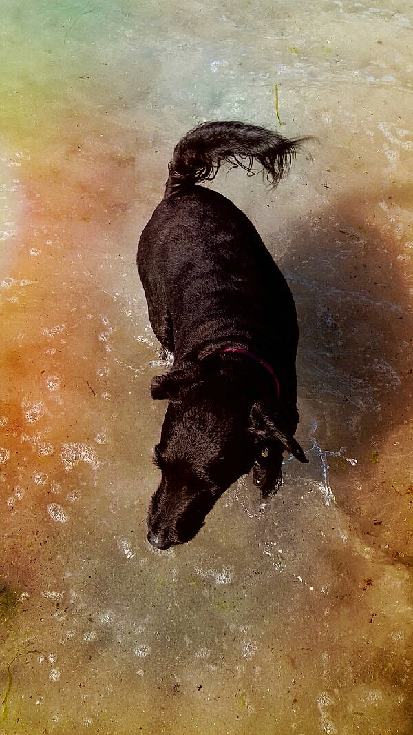 Forest participe au concours pour gagner de l'argent avec cette photo : art, bovine, bull, drawing, entertainment, event, illustration, landscape, livestock, ox, pack_animal, paint, painting, snout, tail, terrestrial_animal, tradition, visual_arts, wildlife, working_animal