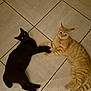 Moumoune Croquette participe au concours pour gagner de l'argent avec cette photo : cat, black_cat, orange_tabby, pets, floor, tile_floor, lying_down, animals, cute, domestic_cat, indoor, pair, touching_paws, feline, whiskers, eyes, relaxed, companion, playful, friendship
