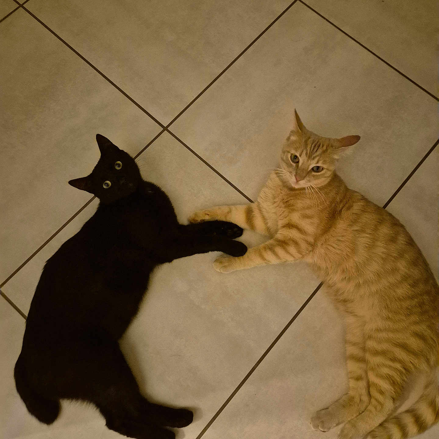 Moumoune Croquette participe au concours pour gagner de l'argent avec cette photo : animals, black_cat, cat, companion, cute, domestic_cat, eyes, feline, floor, friendship, indoor, lying_down, orange_tabby, pair, pets, playful, relaxed, tile_floor, touching_paws, whiskers