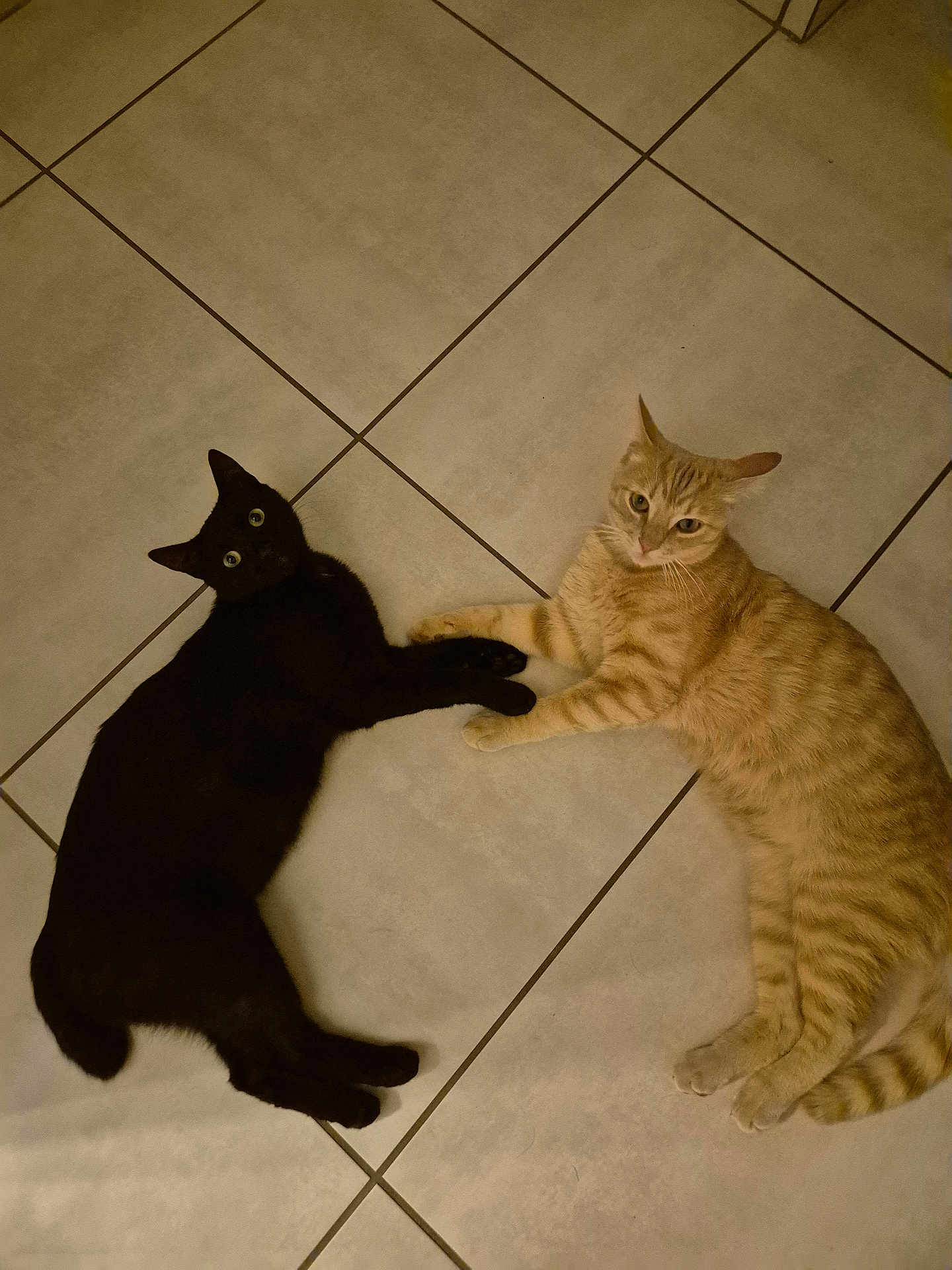 Moumoune Croquette participe au concours pour gagner de l'argent avec cette photo : cat, black_cat, orange_tabby, pets, floor, tile_floor, lying_down, animals, cute, domestic_cat, indoor, pair, touching_paws, feline, whiskers, eyes, relaxed, companion, playful, friendship