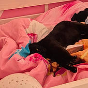 Moumoune Croquette participe au concours pour gagner de l'argent avec cette photo : cat, black_cat, bed, bedding, blanket, pink, stretching, pet, indoor, cozy, feline, comfort, furniture, night_light, soft, resting, cute, animal, domestic, relaxation