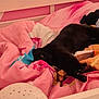 cat, black_cat, bed, bedding, blanket, pink, stretching, pet, indoor, cozy, feline, comfort, furniture, night_light, soft, resting, cute, animal, domestic, relaxation