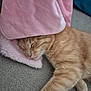 Moumoune Croquette participe au concours pour gagner de l'argent avec cette photo : cat, sleeping, ginger_cat, blanket, pink_blanket, couch, gray_couch, cozy, relaxed, pet, fur, whiskers, indoor, resting, feline, nap, domestic_animal, soft_texture, comfort, closeup