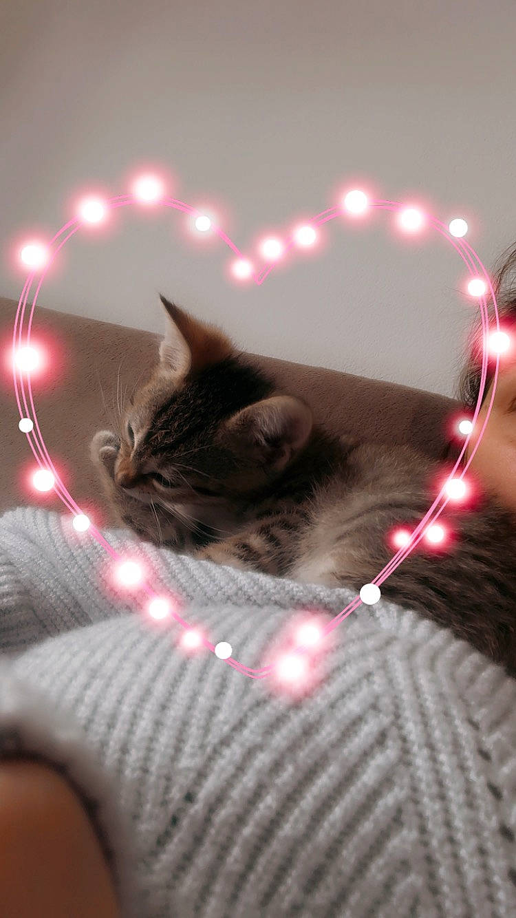 Cheyenne a rejoint le concours — aidez-le/la à gagner de superbes lots ! carnivore, cat, comfort, darkness, domestic_short_haired_cat, event, eye, felidae, fur, grey, light, magenta, night, purple, room, small_to_medium_sized_cats, snout, tail, tree, whiskers