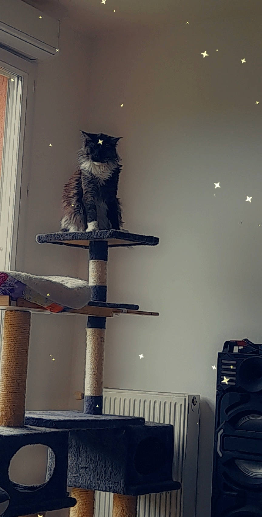 Oups participe au concours pour gagner de l'argent avec cette photo : art, carnivore, cat, cat_supply, curtain, domestic_short_haired_cat, felidae, fur, grey, hardwood, pet_supply, room, shelf, shelving, small_to_medium_sized_cats, tail, tree, twig, whiskers, wood