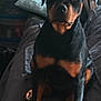 dog, rottweiler, pet, indoor, couch, pillow, person, lap, furniture, canine, black, brown, animal, companion, sitting, living_room, household, domestic, portrait, attention