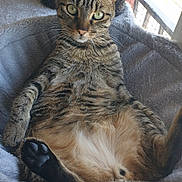 Yoshi a rejoint le concours — aidez-le/la à gagner de superbes lots ! cat, tabby, pet, animal, feline, relaxed, cozy, cat_bed, window, indoor, fur, whiskers, paw, tail, curious, laying_down, soft, domestic, striped, sunlight