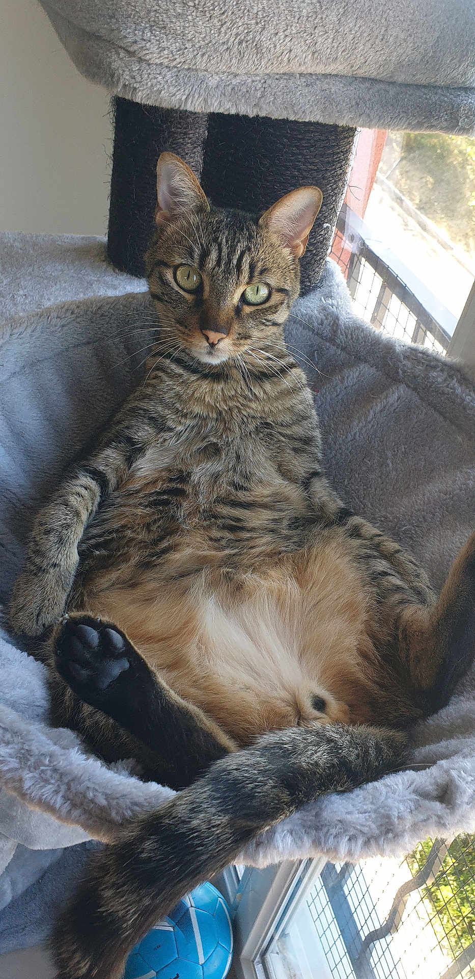 Yoshi