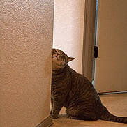 Goose is registered to the contest to win money with this photo: animal, carpet, cat, corner, cute, door, feline, fur, home, indoor, mammal, pet, playful, relaxed, scratching, sitting, tabby_cat, texture, wall, whiskers