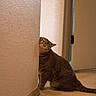 animal, carpet, cat, corner, cute, door, feline, fur, home, indoor, mammal, pet, playful, relaxed, scratching, sitting, tabby_cat, texture, wall, whiskers