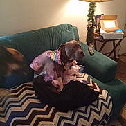 Shellie Scholz joined the competition — help win amazing prizes! dog, tutu, couch, blanket, zigzag_pattern, lamp, table, box, indoor, pet, furniture, decor, brown_dog, motion_blur, animal, living_room, colorful, costume, fabric, household