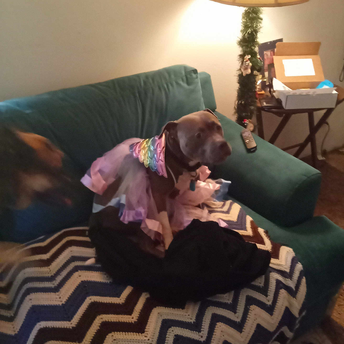 Shellie Scholz joined the competition — help win amazing prizes! animal, blanket, box, brown_dog, colorful, costume, couch, decor, dog, fabric, furniture, household, indoor, lamp, living_room, motion_blur, pet, table, tutu, zigzag_pattern