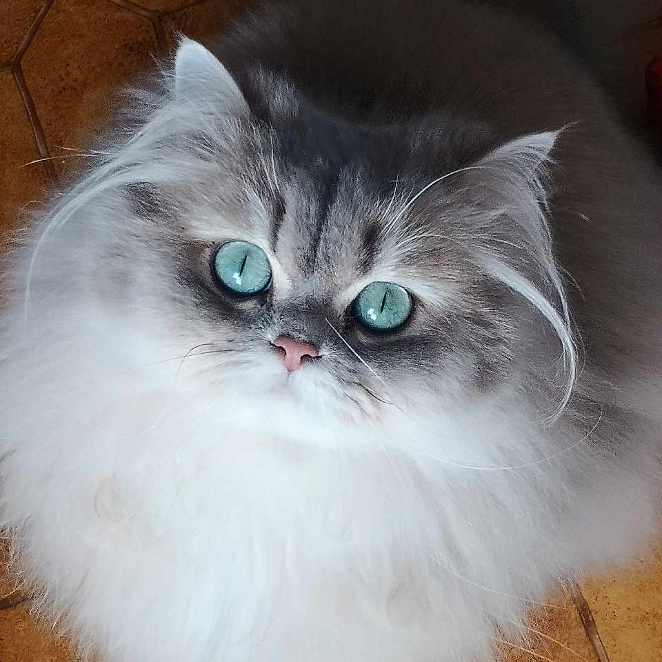 Poupée participe au concours pour gagner de l'argent avec cette photo : angora, animal, cat, flagstone, hardwood, kitten, manx, path, pet, siamese, walkway, wood