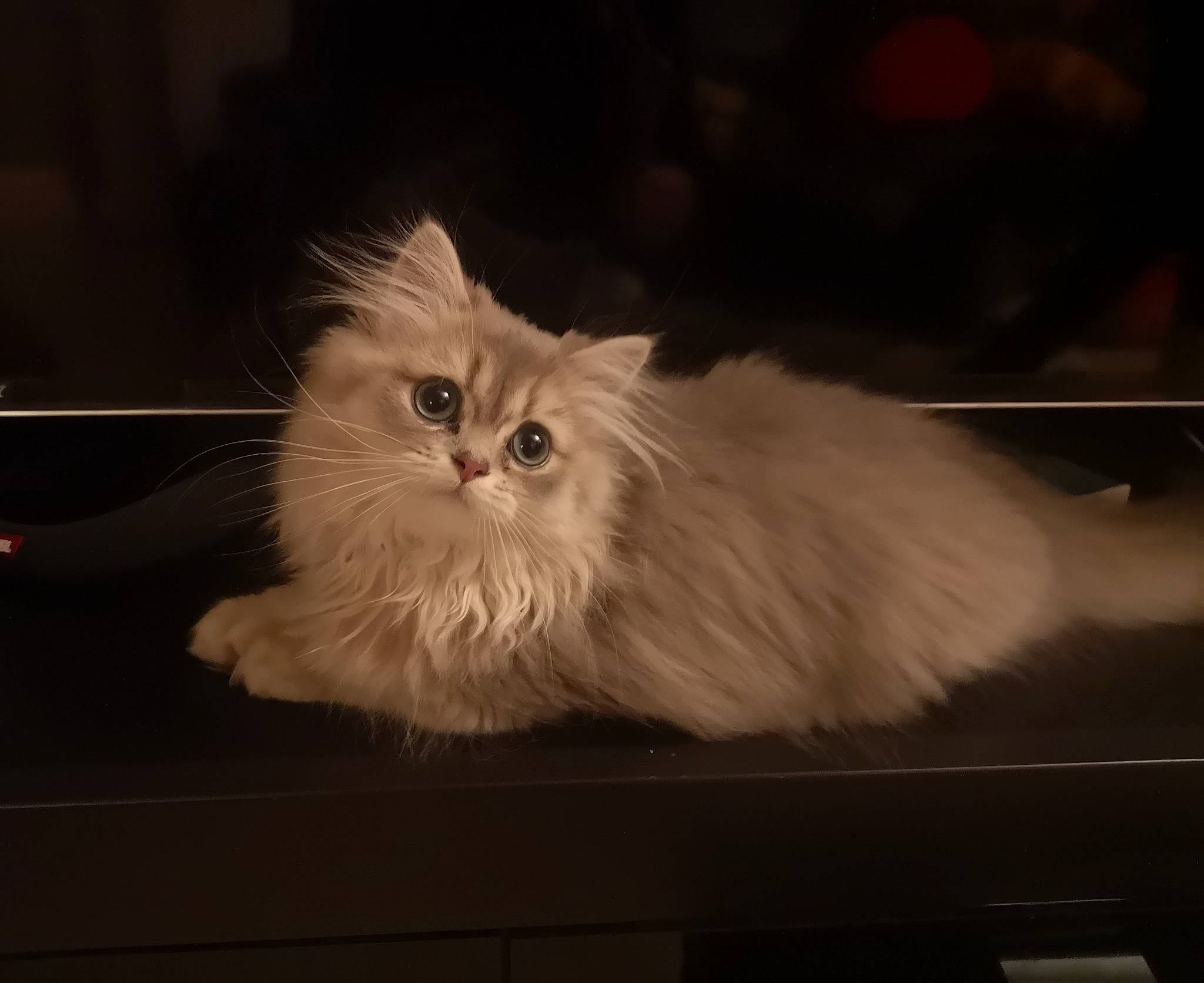 Poupée a rejoint le concours — aidez-le/la à gagner de superbes lots ! art, british_longhair, carnivore, cat, eye, fawn, felidae, fur, persian, sky, small_to_medium_sized_cats, snout, whiskers