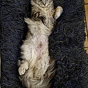 Arizona participe au concours pour gagner de l'argent avec cette photo : cat, fluffy, lying_down, relaxed, pet, indoor, mat, tile_floor, footwear, slipper, home, cozy, fur, animal, cute, resting, gray, white, paw, ears