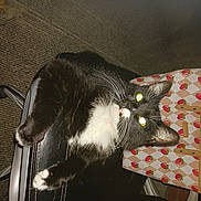 Hocus Pocus is registered to the contest to win money with this photo: black_cat, carmine, carnivore, cat, cat_supply, claw, collar, cutlery, domestic_short_haired_cat, fashion_accessory, felidae, fork, fur, kitchen_utensil, pet_supply, small_to_medium_sized_cats, snout, tableware, tail, whiskers