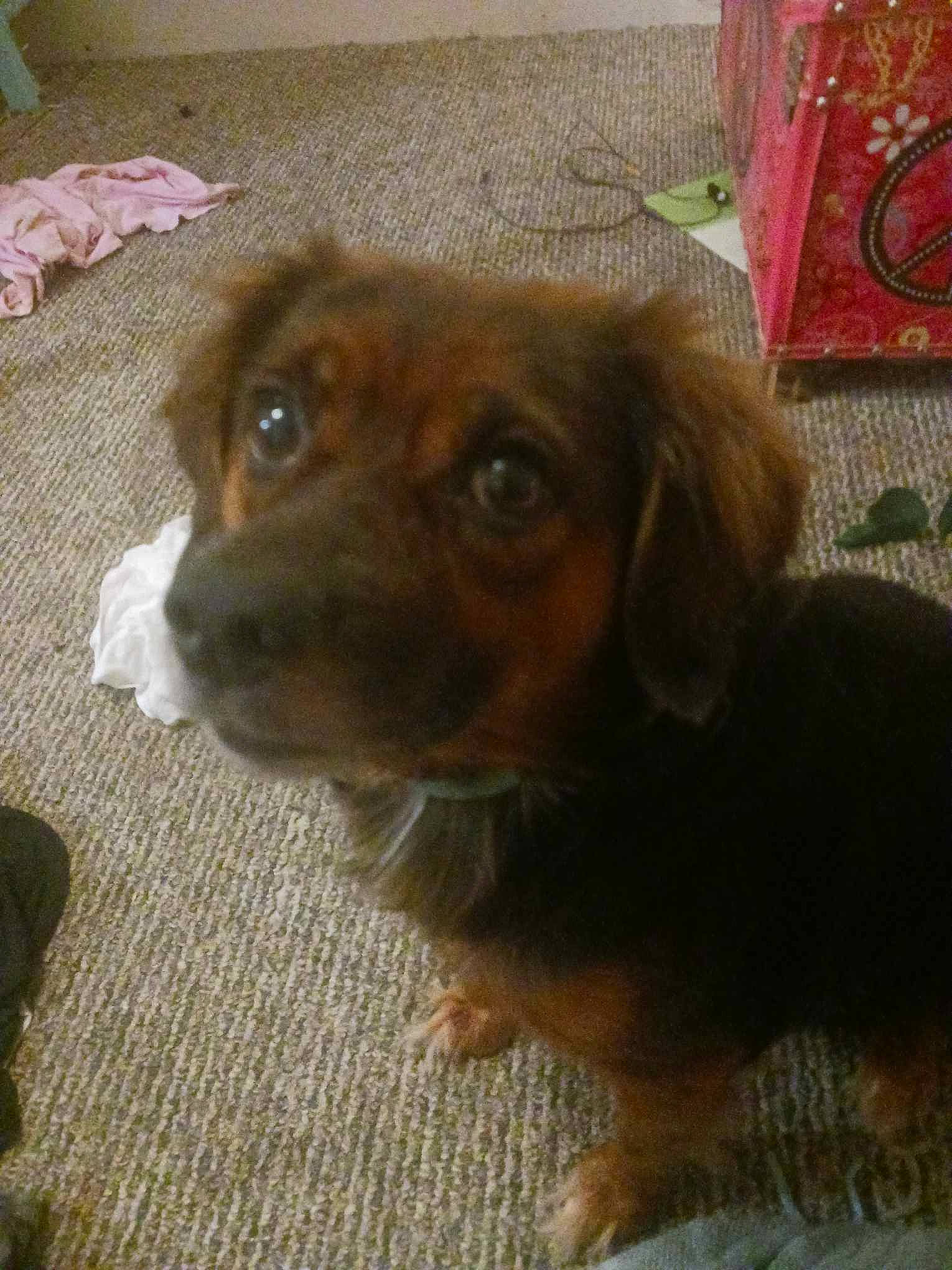 Charlotte is registered to the contest to win money with this photo: canidae, carnivore, companion_dog, dog, dog_breed, fawn, flooring, fur, gun_dog, hunting_dog, liver, puppy, snout, spaniel, sporting_group, whiskers, working_animal