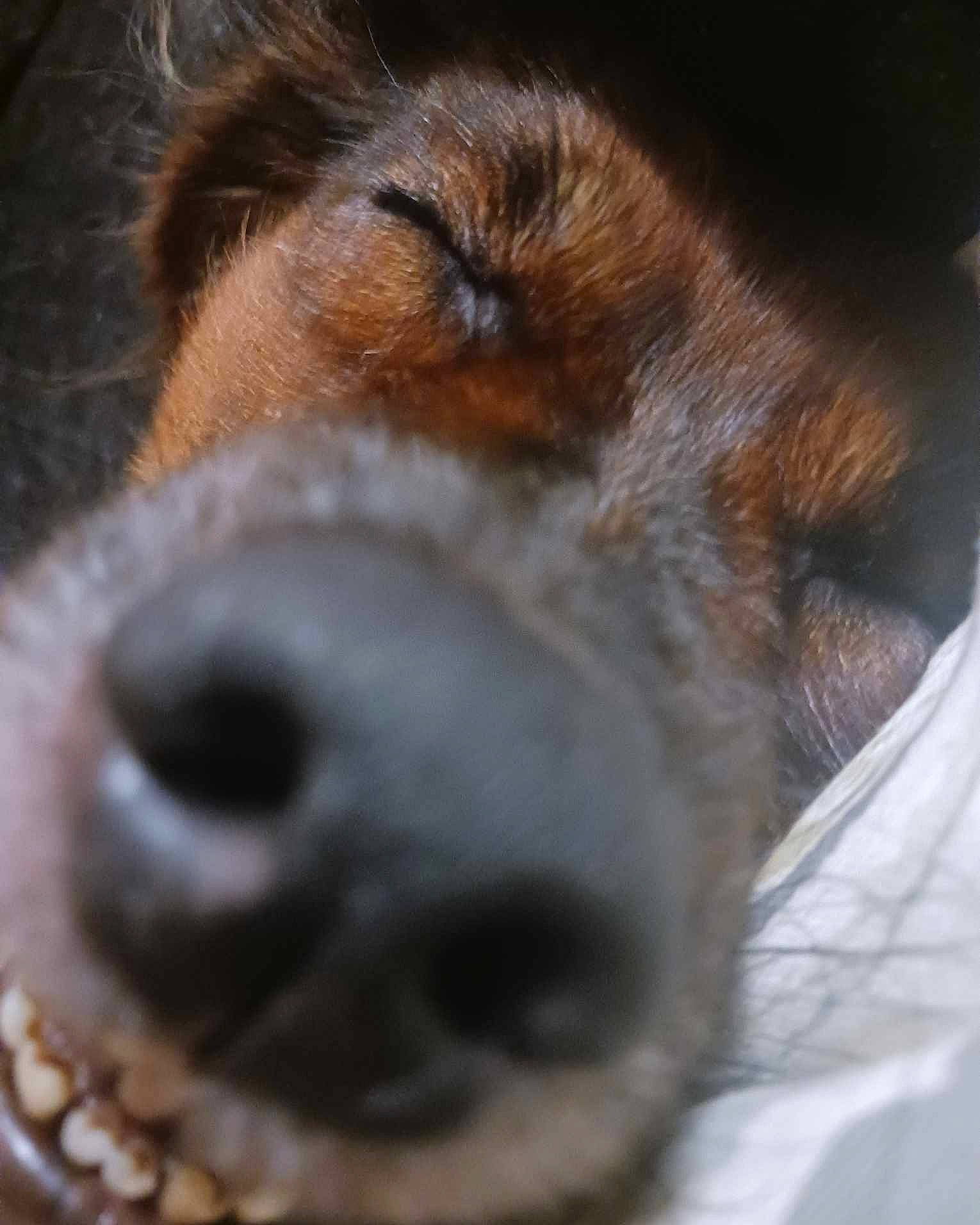 Charlotte joined the competition — help win amazing prizes! canidae, carnivore, close_up, companion_dog, dog, dog_breed, ear, eyelash, fawn, fur, liver, puppy, sporting_group, street_dog, terrestrial_animal, whiskers, wildlife, working_animal