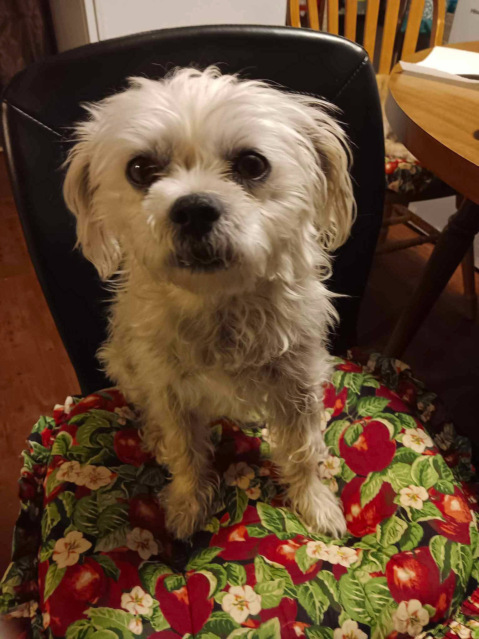 Little Man is registered to the contest to win money with this photo: canidae, carnivore, chair, companion_dog, dog, dog_breed, fur, outdoor_furniture, pattern, plant, shih_poo, small_terrier, snout, sporting_group, table, terrier, toy_dog, water_dog, working_animal, yorkipoo