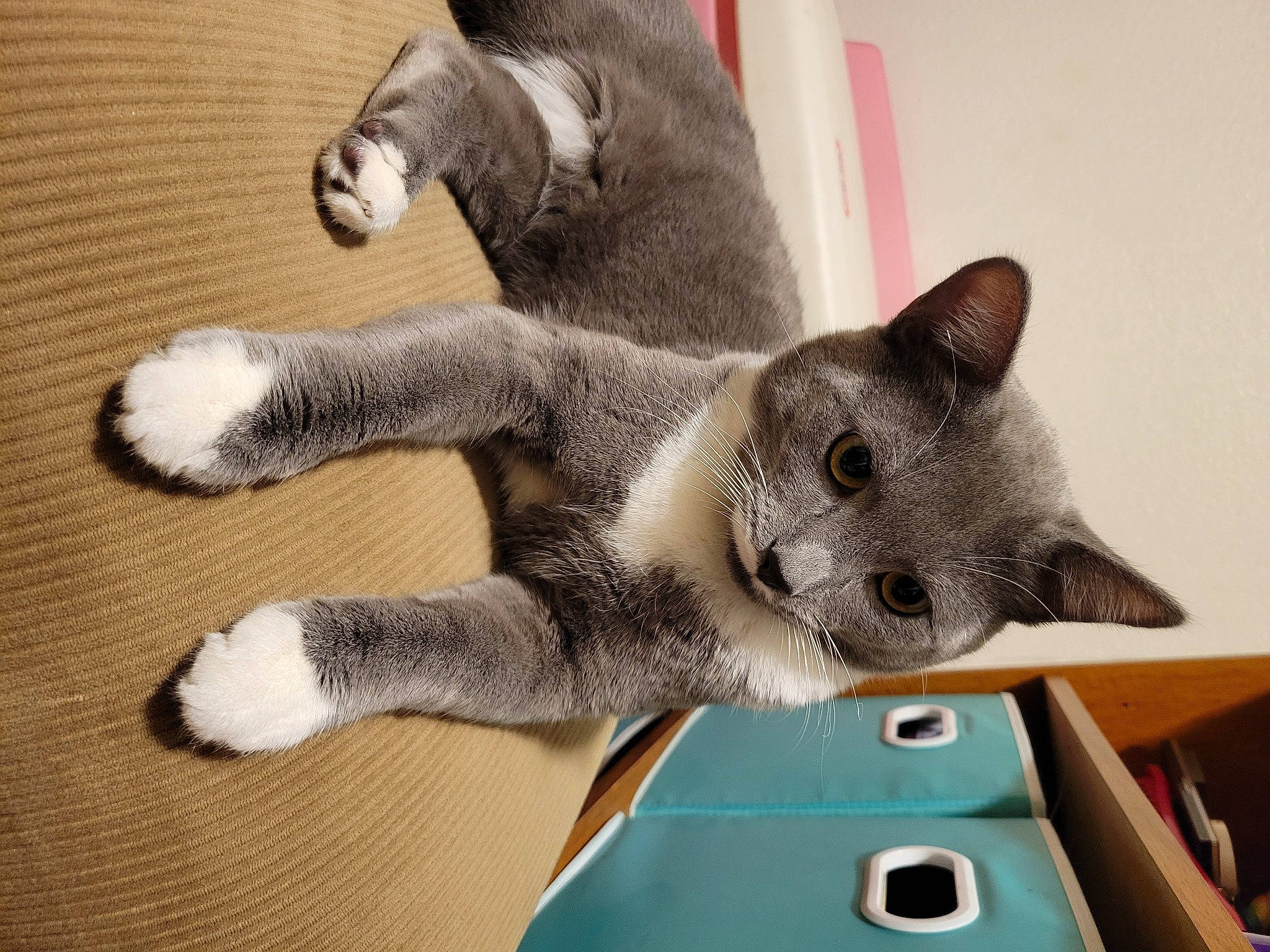 Jack is registered to the contest to win money with this photo: carnivore, cat, cat_supply, claw, comfort, domestic_short_haired_cat, fawn, felidae, fur, grey, paw, small_to_medium_sized_cats, snout, tail, terrestrial_animal, whiskers