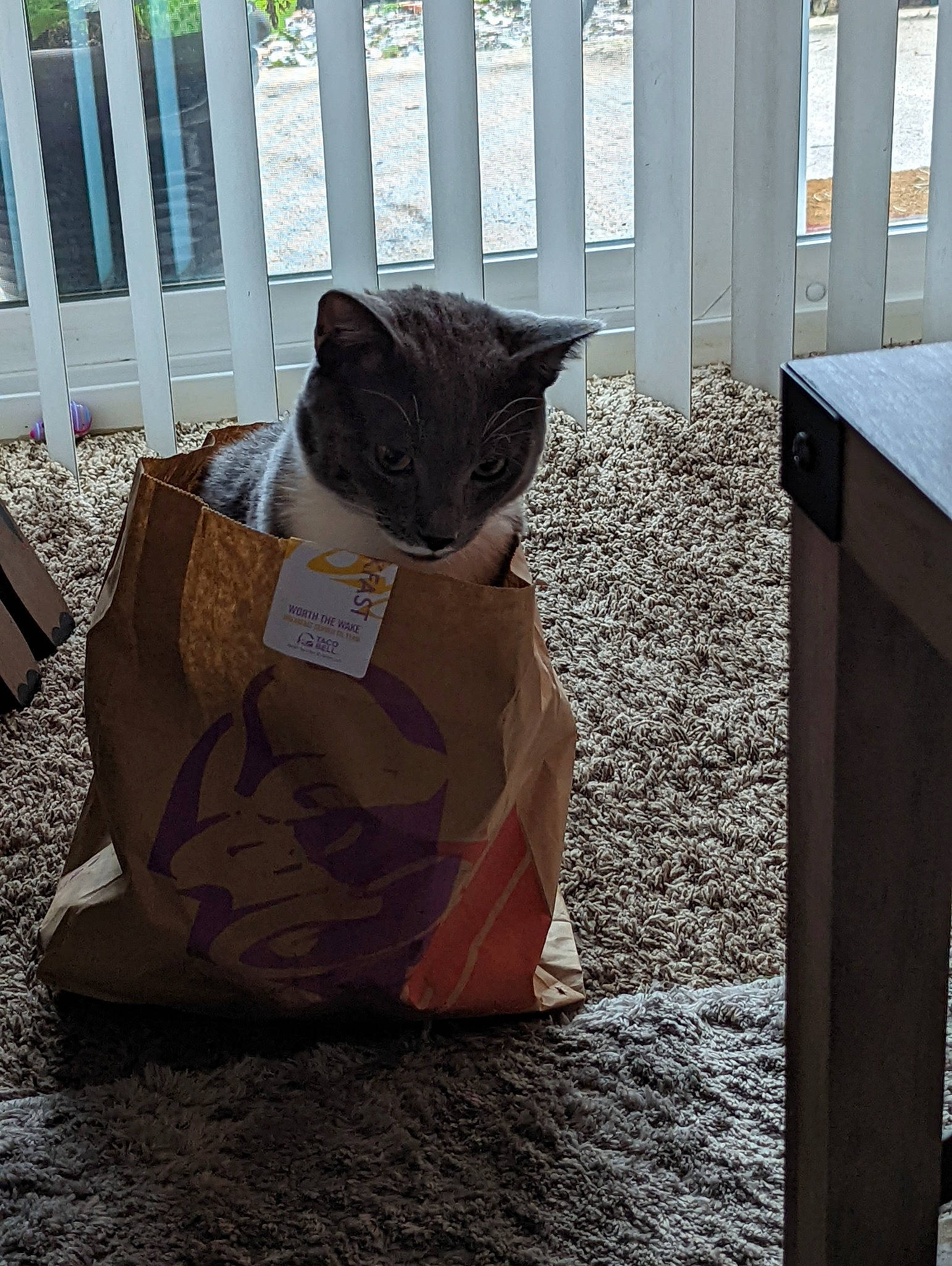 Jack joined the competition — help win amazing prizes! art, cardboard, carnivore, cat, domestic_short_haired_cat, fawn, felidae, floor, flooring, fur, grey, hardwood, mammal, plant, shipping_box, small_to_medium_sized_cats, snout, tail, whiskers, wood