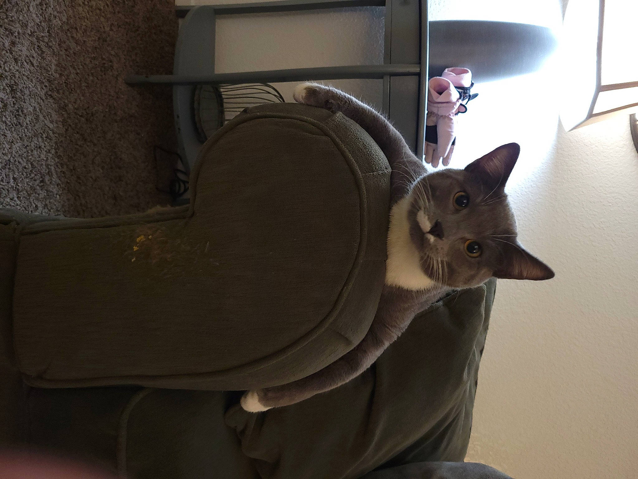 Jack joined the competition — help win amazing prizes! audio_equipment, carnivore, cat, cat_bed, cat_supply, chair, comfort, couch, domestic_short_haired_cat, fawn, felidae, grey, metal, shelf, shipping_box, small_to_medium_sized_cats, tail, whiskers, window, wood