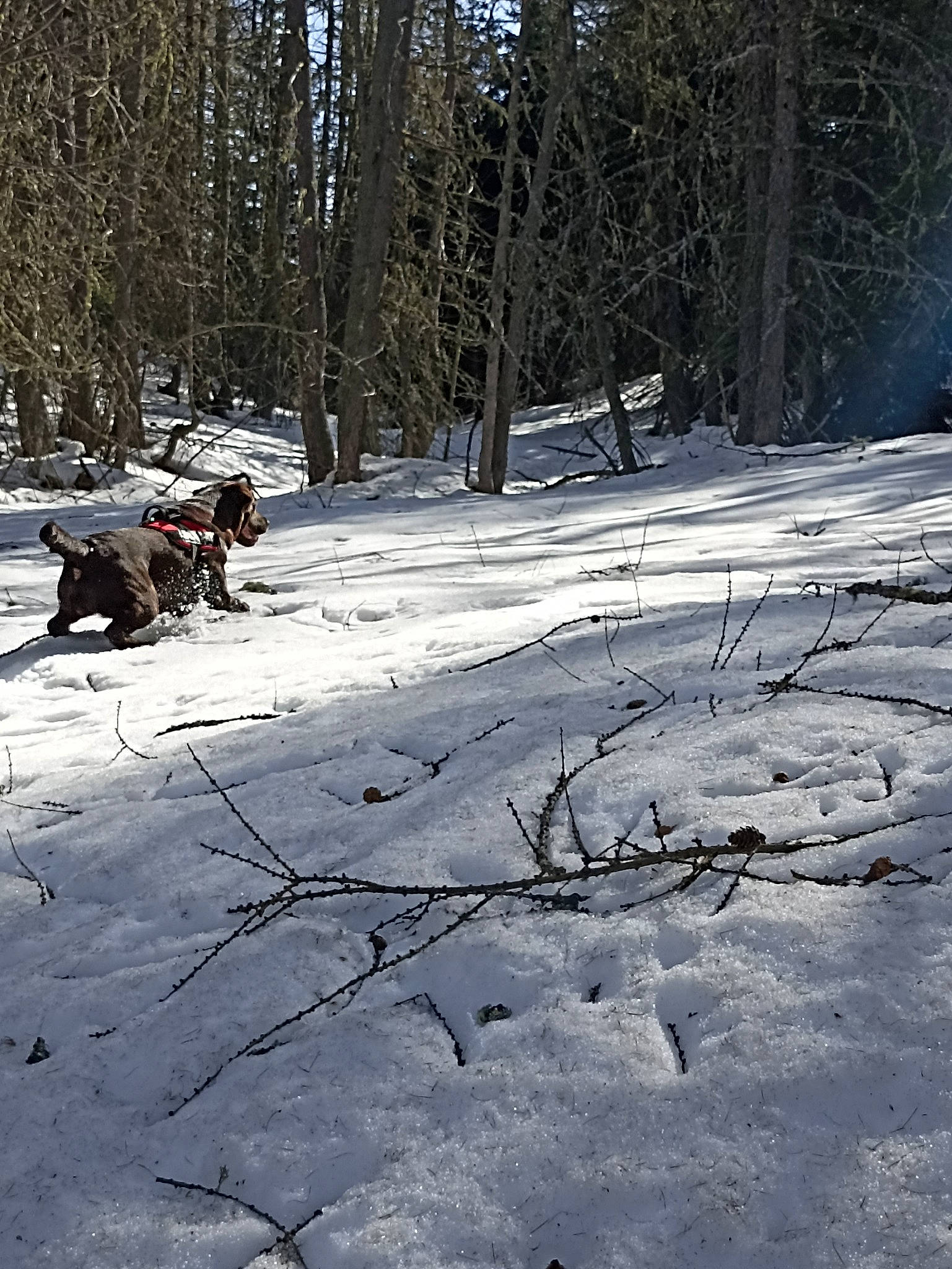 Narco a rejoint le concours — aidez-le/la à gagner de superbes lots ! asphalt, automotive_tire, branch, forest, freezing, frost, landscape, natural_landscape, northern_hardwood_forest, plant, shadow, slope, snow, spruce_fir_forest, tree, trunk, twig, winter, wood, woodland