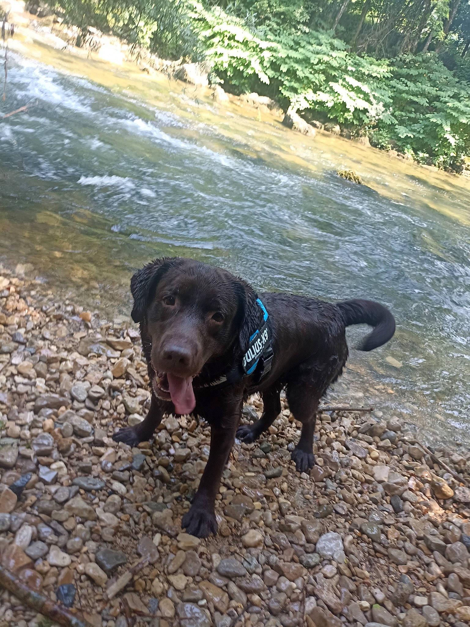 Narco a rejoint le concours — aidez-le/la à gagner de superbes lots ! adventure, borador, canidae, carnivore, dog, dog_breed, fluvial_landforms_of_streams, lake, plant, rock, snout, soil, sporting_group, stream, tail, terrestrial_animal, water, water_resources, watercourse, working_animal