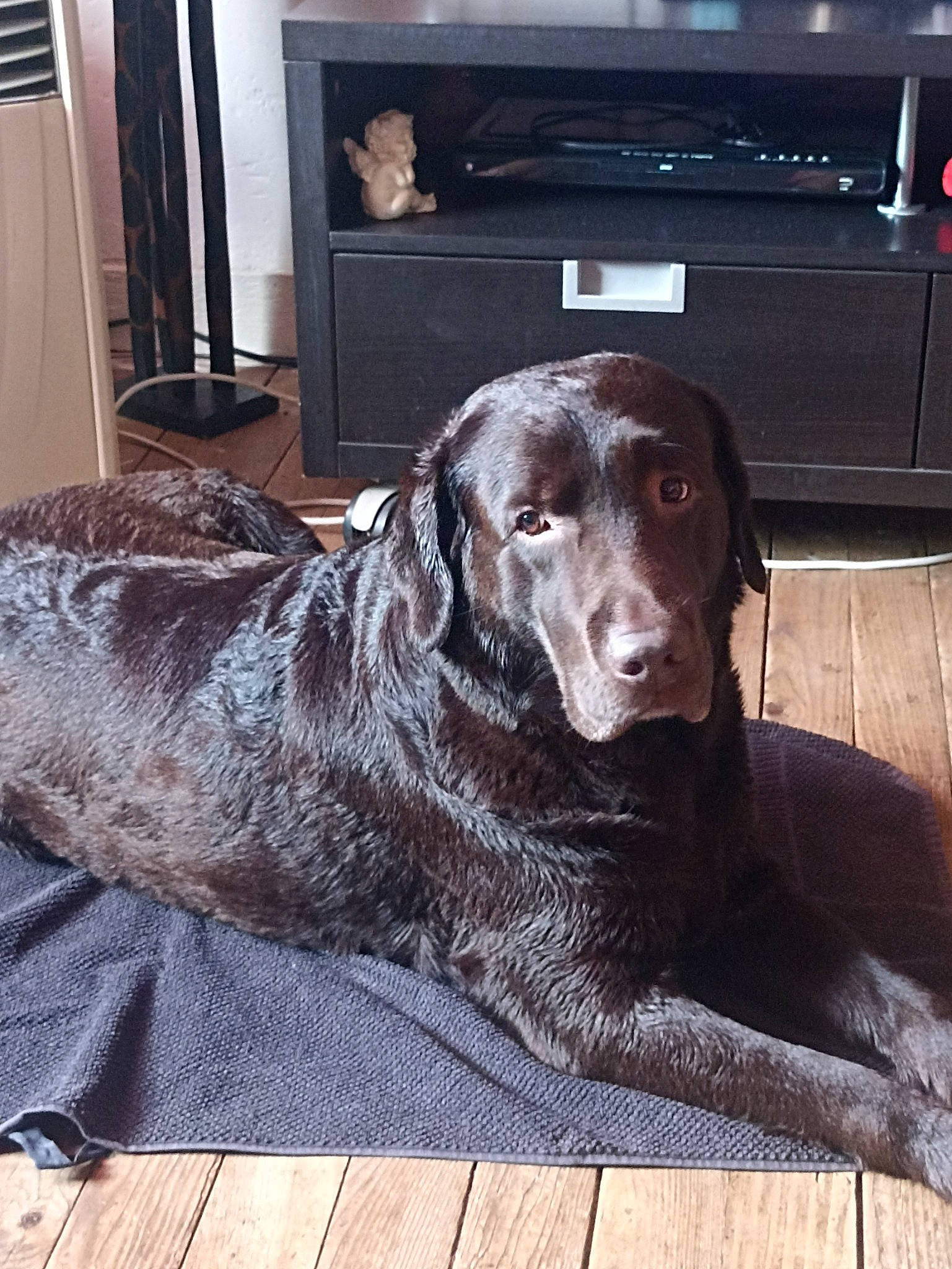 Narco a rejoint le concours — aidez-le/la à gagner de superbes lots ! canidae, carnivore, comfort, companion_dog, dog, dog_breed, floor, flooring, fur, gun_dog, hardwood, home_appliance, liver, metal, snout, sporting_group, television, whiskers, wood, working_animal