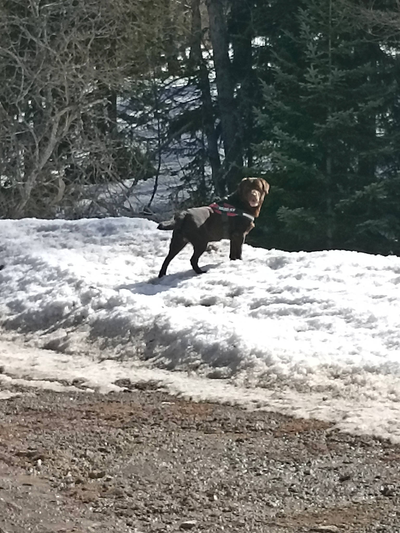 Narco a rejoint le concours — aidez-le/la à gagner de superbes lots ! canidae, carnivore, dog, dog_breed, fawn, forest, freezing, plant, recreation, snow, sporting_group, tail, terrestrial_animal, tree, walking, wildlife, winter, wood, woodland, working_animal
