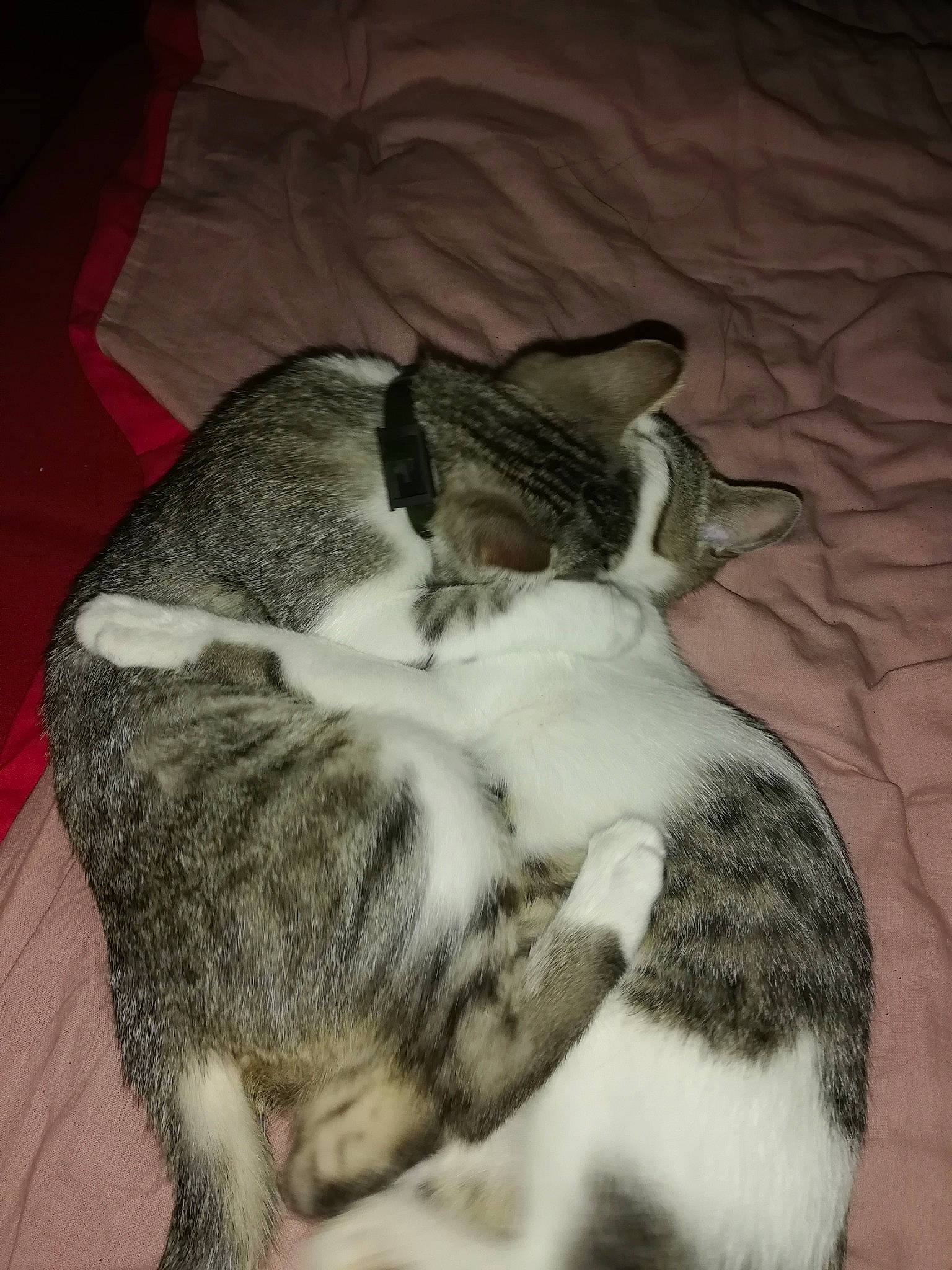 Nounous a rejoint le concours — aidez-le/la à gagner de superbes lots ! aegean_cat, american_wirehair, asian, carnivore, cat, domestic_short_haired_cat, european_shorthair, felidae, fur, kitten, mammal, nap, paw, sleep, small_to_medium_sized_cats, snout, tabby_cat, tail, whiskers