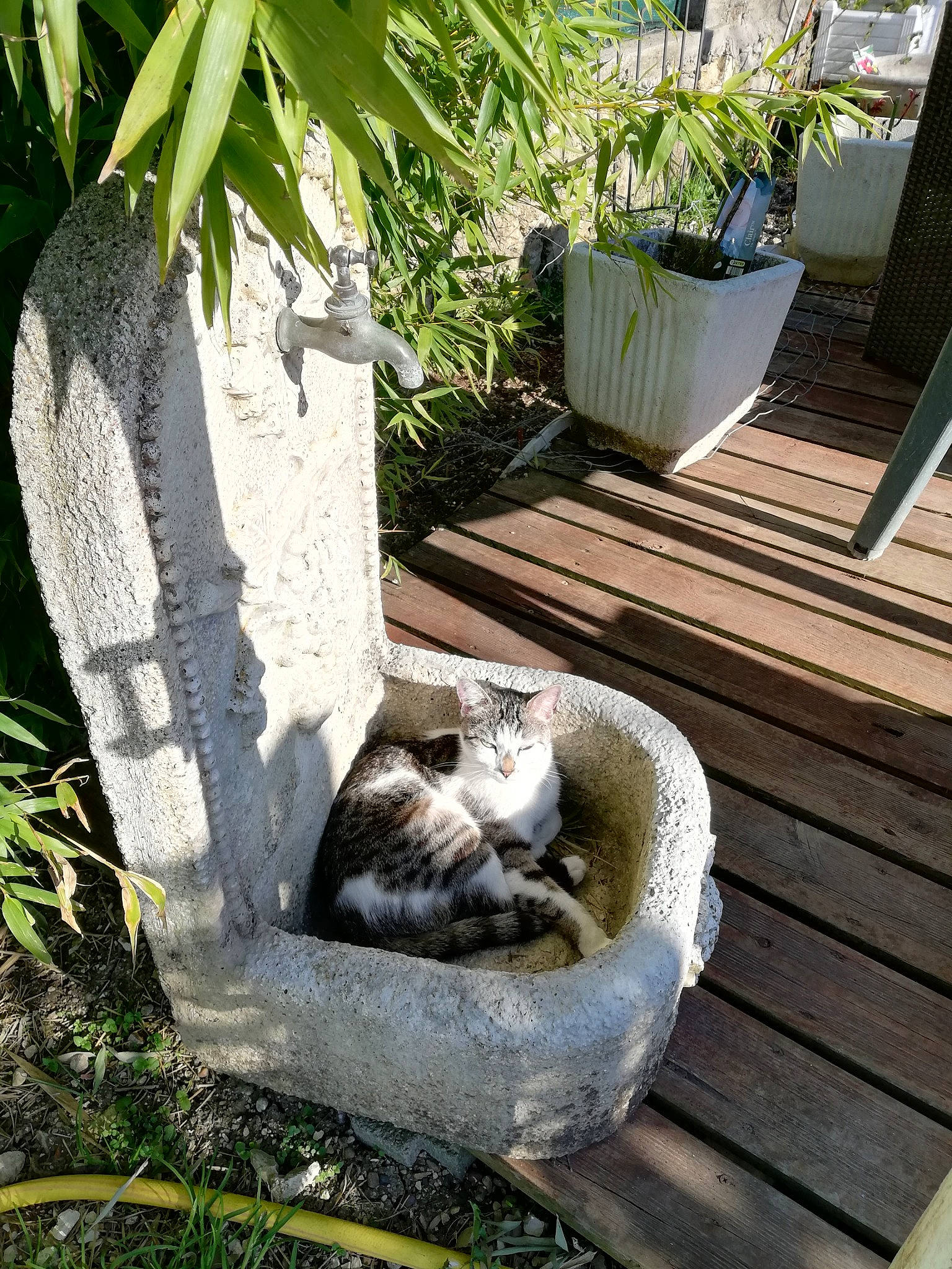 Nounous a rejoint le concours — aidez-le/la à gagner de superbes lots ! carnivore, cat, european_shorthair, fawn, felidae, flowerpot, grass, plant, small_to_medium_sized_cats, tabby_cat, tree