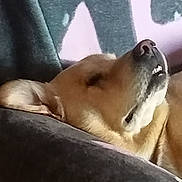 Jasko a rejoint le concours — aidez-le/la à gagner de superbes lots ! animal, canine, closeup, comfort, couch, cozy, dog, ear, fur, home, indoor, mouth, nap, pet, portrait, relaxed, resting, sleeping, snout, soft