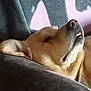 animal, canine, closeup, comfort, couch, cozy, dog, ear, fur, home, indoor, mouth, nap, pet, portrait, relaxed, resting, sleeping, snout, soft