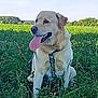 animal, canine, collar, daylight, dog, field, grass, greenery, happy, labrador, landscape, leash, nature, outdoor, pet, sitting, sky, sunny, tongue_out, trees