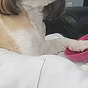 Bandit is registered to the contest to win money with this photo: dog, pet, indoor, couch, slipper, white, brown, fur, paw, resting, relaxed, animal, companion, household, cozy, furniture, portrait, cute, domestic, calm