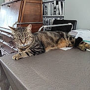 Minouchette participe au concours pour gagner de l'argent avec cette photo : cat, tabby_cat, table, tablecloth, furniture, cabinet, chair, papers, wallpaper, bookshelf, books, portrait, indoor, relaxed, pet, striped, animal, domestic_cat, resting, feline