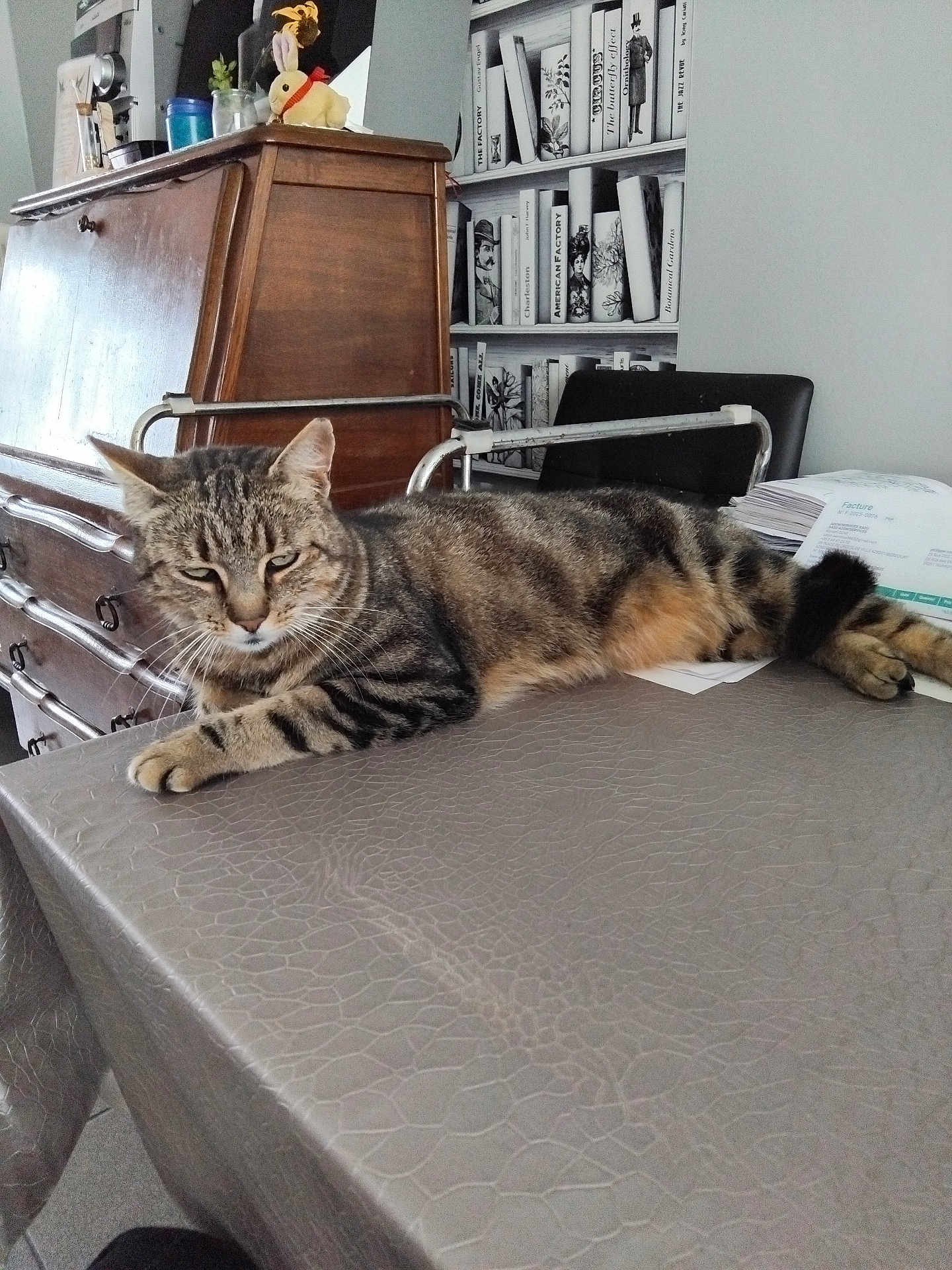 Minouchette participe au concours pour gagner de l'argent avec cette photo : cat, tabby_cat, table, tablecloth, furniture, cabinet, chair, papers, wallpaper, bookshelf, books, portrait, indoor, relaxed, pet, striped, animal, domestic_cat, resting, feline