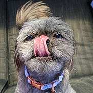 Josie Jo joined the competition — help win amazing prizes! animal, brown_fur, close_up, collar, dog, eyes, face, funny, fur, gray_fur, licking, nose, outdoor, pet, photography, portrait, scruffy, seated, silly_expression, tongue