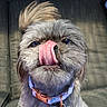 animal, brown_fur, close_up, collar, dog, eyes, face, funny, fur, gray_fur, licking, nose, outdoor, pet, photography, portrait, scruffy, seated, silly_expression, tongue