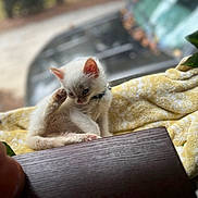 Nova is registered to the contest to win money with this photo: kitten, cat, white_fur, scratching, yellow_blanket, window, indoor, pet, young_animal, fur, small, cute, animal, cozy, natural_light, blurred_background, plant, collar, resting, paw