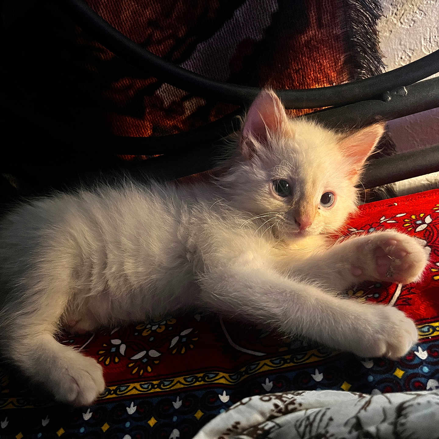 Novocaine joined the competition — help win amazing prizes! animal, cat, close_up, colorful, cozy, curious, cute, domestic_animal, feline, fluffy, indoor, kitten, patterned_fabric, paw, pet, relaxed, resting, soft_light, white_fur, young