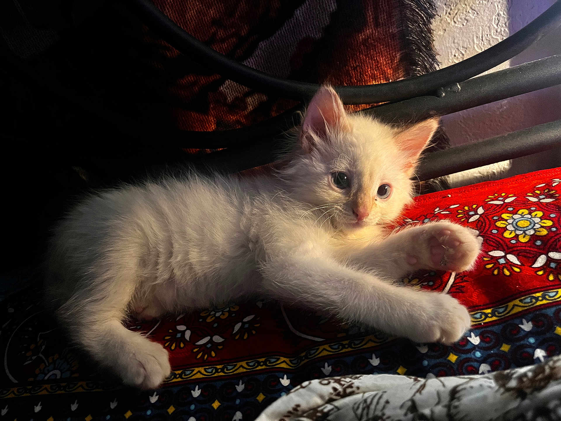 Novocaine joined the competition — help win amazing prizes! kitten, cat, white_fur, paw, cute, pet, animal, indoor, resting, patterned_fabric, colorful, soft_light, fluffy, young, close_up, feline, cozy, curious, relaxed, domestic_animal