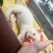 Novocaine joined the competition — help win amazing prizes! kitten, white_cat, blue_eyes, furry, pet, animal, hand, resting, blanket, yellow, window, cozy, indoors, cute, fur, young, domestic_cat, relaxed, soft, comfort